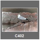 C402