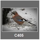 C405