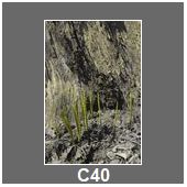 C40