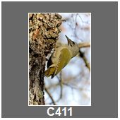 C411