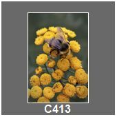 C413