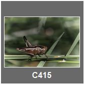 C415