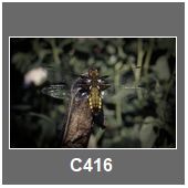 C416