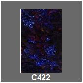 C422