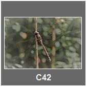 C42