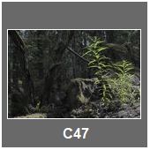 C47