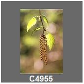 C4955
