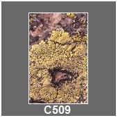 C509