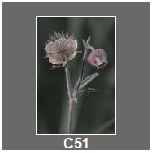C51