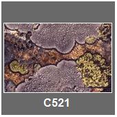 C521