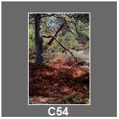 C54