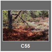C55