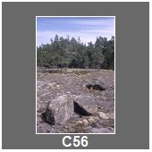 C56