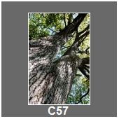 C57