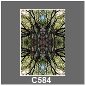 C584