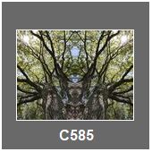 C585