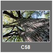 C58