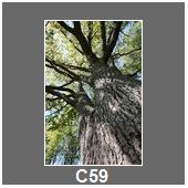 C59