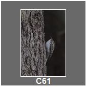 C61