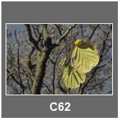 C62