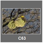 C63