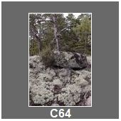 C64