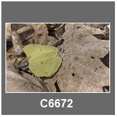 C6672