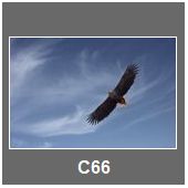 C66
