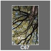 C67