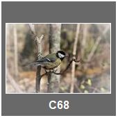 C68