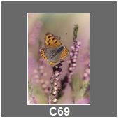 C69