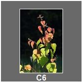 C6