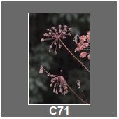 C71