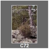 C72