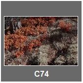 C74
