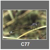 C77