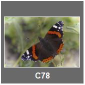 C78