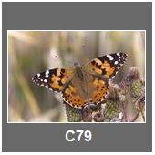 C79