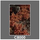 C8000