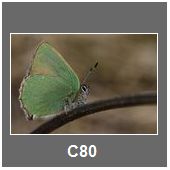 C80
