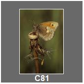 C81