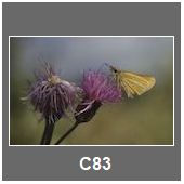 C83