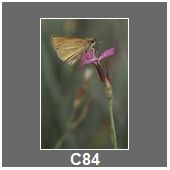 C84