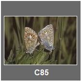 C85