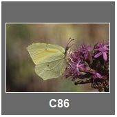 C86