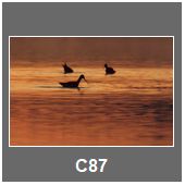 C87