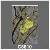 C8810