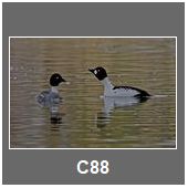 C88