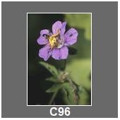 C96