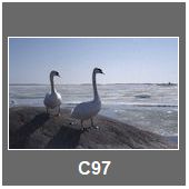 C97